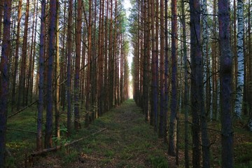 Obraz premium Road in the forest leading to the light nature background for design.