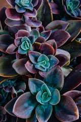 Lila Grün Sukkulenten Pflanze Sempervivum Echeveria Echeverie © Chris Sol