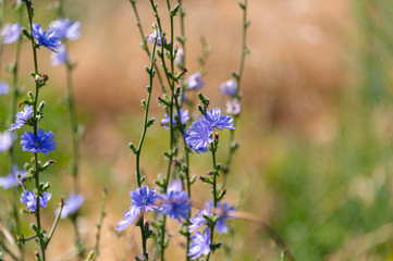 Branch with seeds on grass in nature
