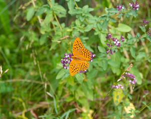 brown agglace butterfly