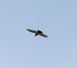 bird pigeon in the sky