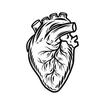 Human heart organ icon. Hand drawn illustration of human heart organ vector icon for web design