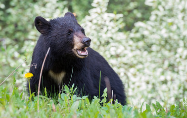 Obraz premium Black bear in the Rocky Mountains