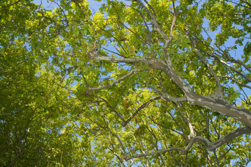 Platanen in der Provence