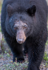 Obraz na płótnie Canvas Black bear in the Rocky Mountains