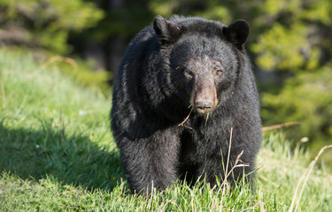 Black bear in the Rocky Mountains