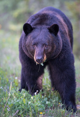Naklejka na ściany i meble Black bear in the Rocky Mountains