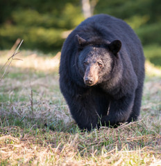 Black bear in the Rocky Mountains