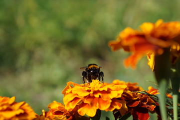 Fototapeta Trzmiel ,trzmiel na kwiecie ,owad latający obraz