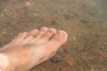 Fish spa pedicure, wellness skin care with fish rufa garra, also called fish doctor, rodent fish and fish-kingal