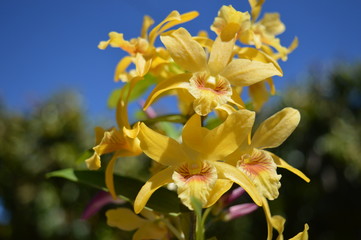 Flower yellow orchid