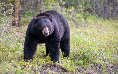 Obraz premium Black bear in the Rocky Mountains