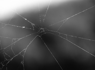 cobwebs in the nature