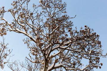 trees with snow in winter