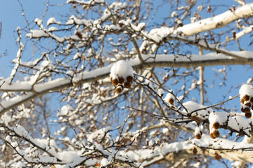 trees with snow in winter