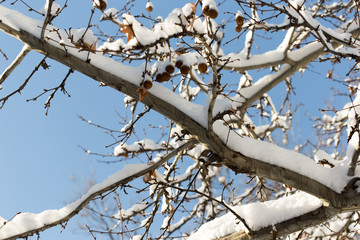 Fototapeta na wymiar trees with snow in winter