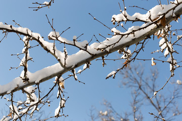 Fototapeta na wymiar trees with snow in winter