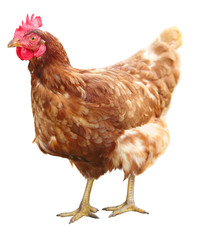 Beautiful Brown hen isolated on white background.