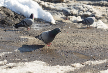 pigeon walking in search of food in the city