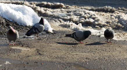 Obraz premium pigeon walking in search of food in the city