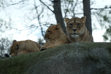 Lionne et lionceaux