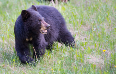 Plakat Black bear in the Rocky Mountains