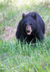 Fototapeta na wymiar Black bear in the Rocky Mountains