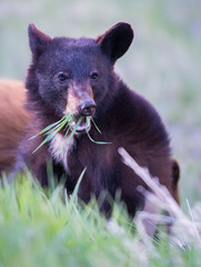 Black bear in the Rocky Mountains