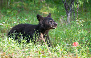 Naklejka premium Black bear in the Rocky Mountains