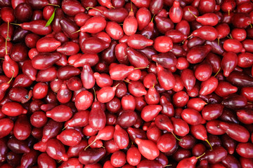 dogwood berry  background. dogberry