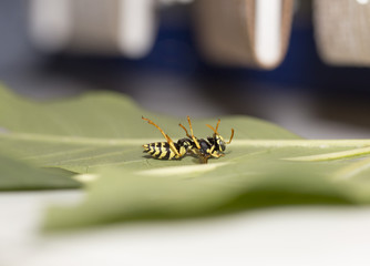 Dead wasp Macro