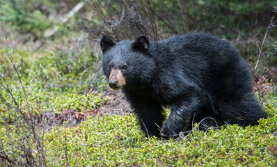 Obraz na płótnie Canvas Black bear in the Rocky Mountains