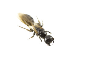 Insect as a fly on a white background