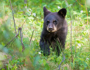 Black bear in the Rocky Mountains