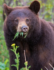 Fototapeta premium Black bear in the Rocky Mountains