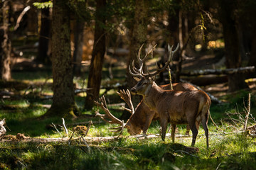 Deer in the forest