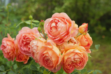 Inflorescence of an orange rose covered with raindrops in gfrden. English roses 