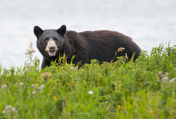 Wild black bear in the Rocky Mountains