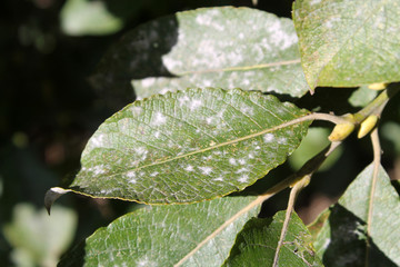 Willow Powdery Mildew or Uncinula adunca on leaf of Salix caprea or Great sallow