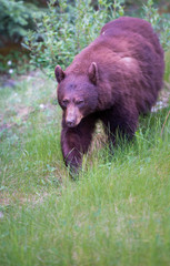 Fototapeta na wymiar Wild black bear in the Rocky Mountains