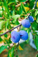 Red ripe plums on the tree