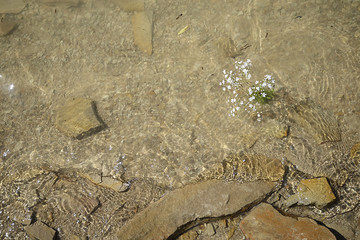 lonely flower in water