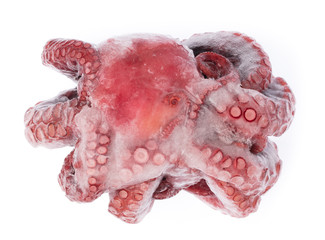 Common octopus Squid frozen isolated on white background
