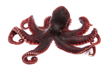 Octopus vulgaris isolated from white background. © cloud7days