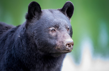 Wild black bear in the Rocky Mountains