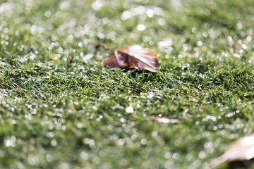 Green growing grass in snow