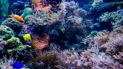 Fototapeta na wymiar Aquarium. Underwater life landscape