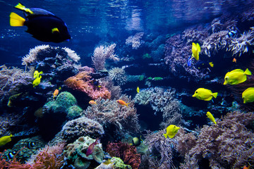 Fototapeta na wymiar Aquarium. Underwater life landscape