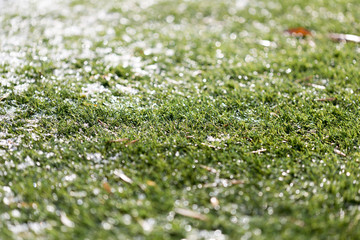 Green growing grass in snow