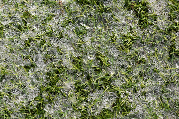 Green growing grass in snow